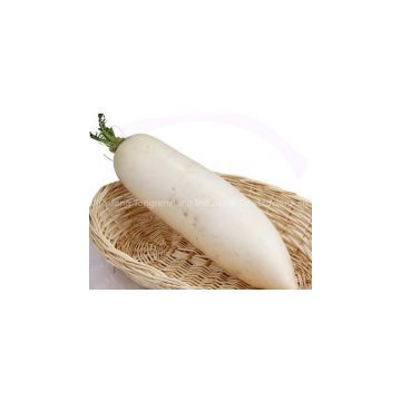 white turnip