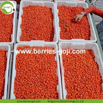 Factory Hot Sale Dried Himalayan Goji Berries photo-4