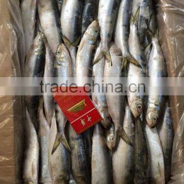 2015 Frozen Sardine wr for Fishing Bait 90-120pcs/ctn photo-4