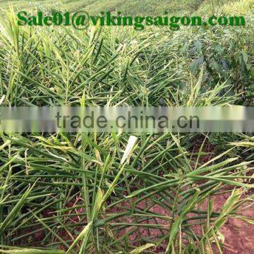 FRESH GINGER _ HIGH QUALITY photo-6