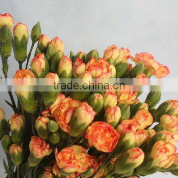 China Promotional Light Short Branch Carnation photo-2