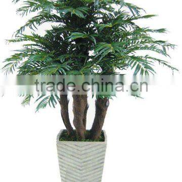 areca palm tree & bonsai