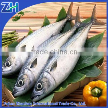 FROZEN SPANISH MACKEREL