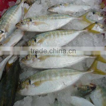 Frozen Yellow tail scad