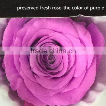 China colors natural preserved fresh flower preserved rose for your best love