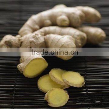 Latest Crop China Fresh Ginger photo-4