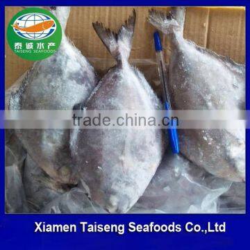 Good Sea Food Frozen Black Pomfret fish WR