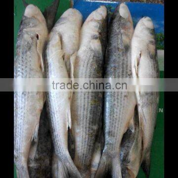 New Landing Frozen Sea Fish Flathead Grey Mullet Mugil Cephalus