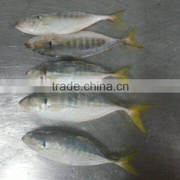 FROZEN YELLOW TAIL SCAD WHOLE ROUND