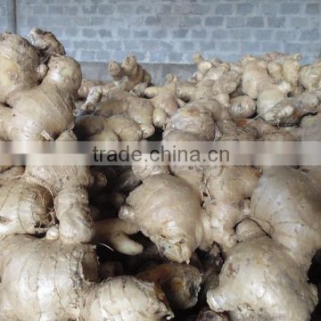 Best price ginger viet nam 2014