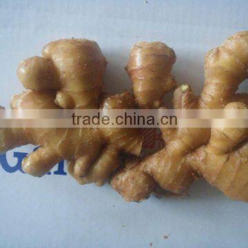 Greenfarm semi-dried Ginger