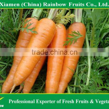 Healthy Chinese origin fresh red carrot with best quality