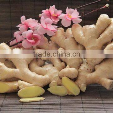 Competitive Price New Young Ginger With Mesh Bag