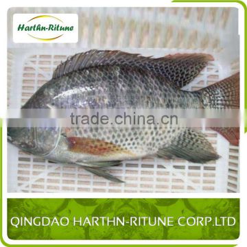 Best Quality Seafood Product Frozen Black Tilapia Fish