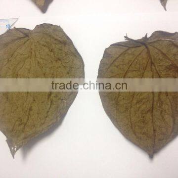 Dried betel leaf