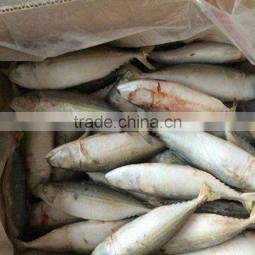 IQF High Quality Frozen Indian Mackerel 4/6 6/8 pcs/kg