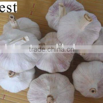 CHINA NATURAL WHITE FRESH GARLIC 6.0MM