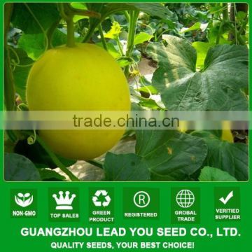 NSM26 Huangse muskmelon seeds hybrid sweet melon seeds