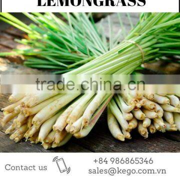 FRESH LEMONGRASS TO MAKE LEMONGRASS OIL WITH HIGH QUALITY