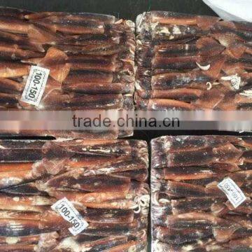 Frozen Illex Argentinus Squid for Sale photo-5