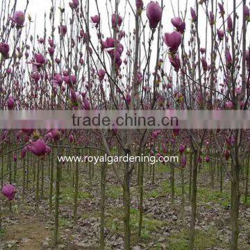 Magnolia Soulangeana Flower Trees photo-3