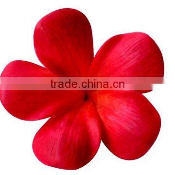 Plumeria frangipani flower head realistic look flower