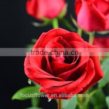 Cheap Wholesale Flowers Roses For Christmas Decoration From Kunming Supplier photo-6