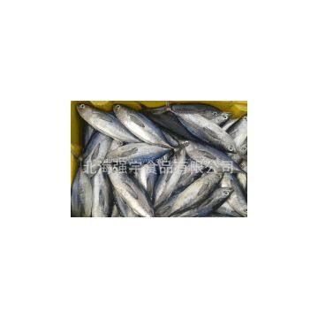 Frozen Skipjack Tuna Whole Round