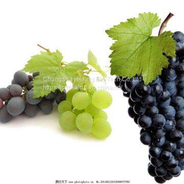 Top Quality Water SolubleGrape Seed Extract Powder photo-2