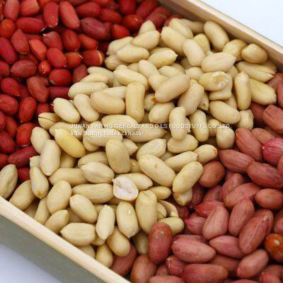 HIGH QUALITY BLANCHED PEANUT KERNELS BY JUNAN KAIBING photo-5