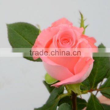 Fashionable Diana fragrant aroma fresh cut rose flower