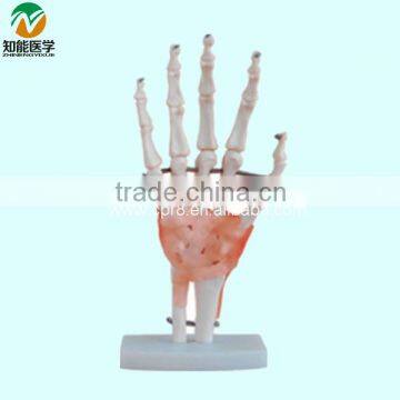 Life size hand Anatomical model with ligament BIX-A1021