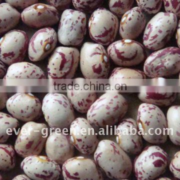 Light speckled kidney beans new crop