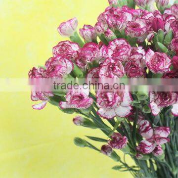 Diversified in Packaging Best Selling High Quality Carnation photo-2