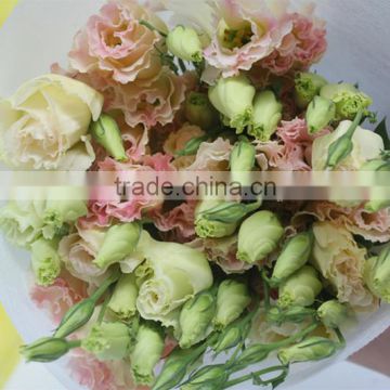 Wholesale top fresh eustoma flowers new product