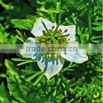 Black Cumin Oil photo-3