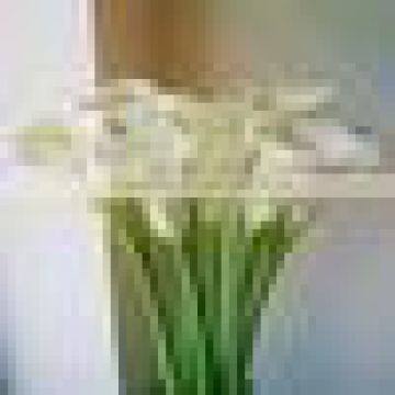 2016 lastest arriving cut white calla lily flower for selling