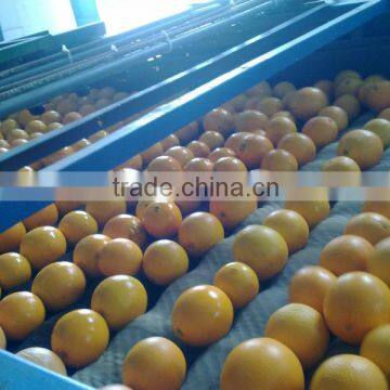 fresh navel orange