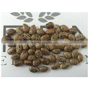 Castor Seed