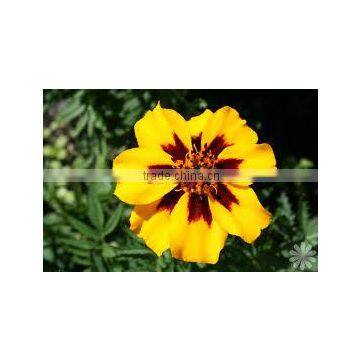 Tagetes patula naughty marietta (Mini Marogold)