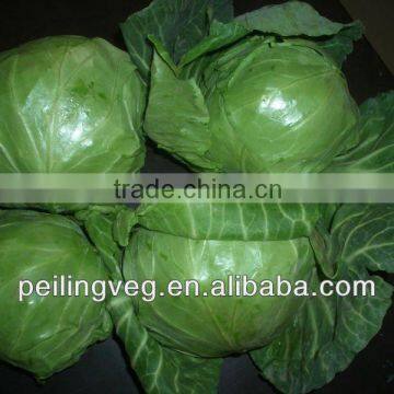 10/15KG CARTON BAGS NEW CROP FRESH CABBAGE