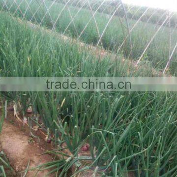 Hybrid Onion Seeds for Growing- Early Red Preciousness photo-3