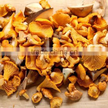 Whole Fresh Cantharellus Cibarius Professional Supplier