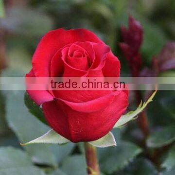 Fresh Cut Flowers,red Rose Natural Rose photo-2
