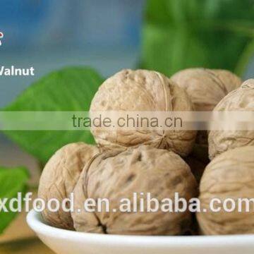 Raw Processing Type Fresh Style Ordinary Walnuts with Shell