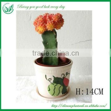 Wholesale mini cactus plants