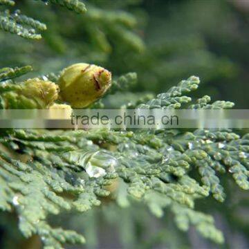 NATURAL & PURE CEDAR LEAF OIL