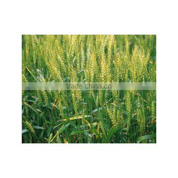 Wheat Gluten Meal Factory Price