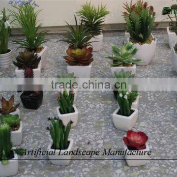 mini succulent plants potted plants for decoration