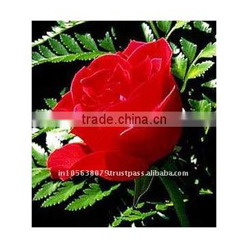 High Quality Fresh Indian Rose oil